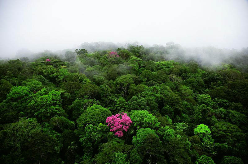 pink ebony on the kaw mountain french guiana