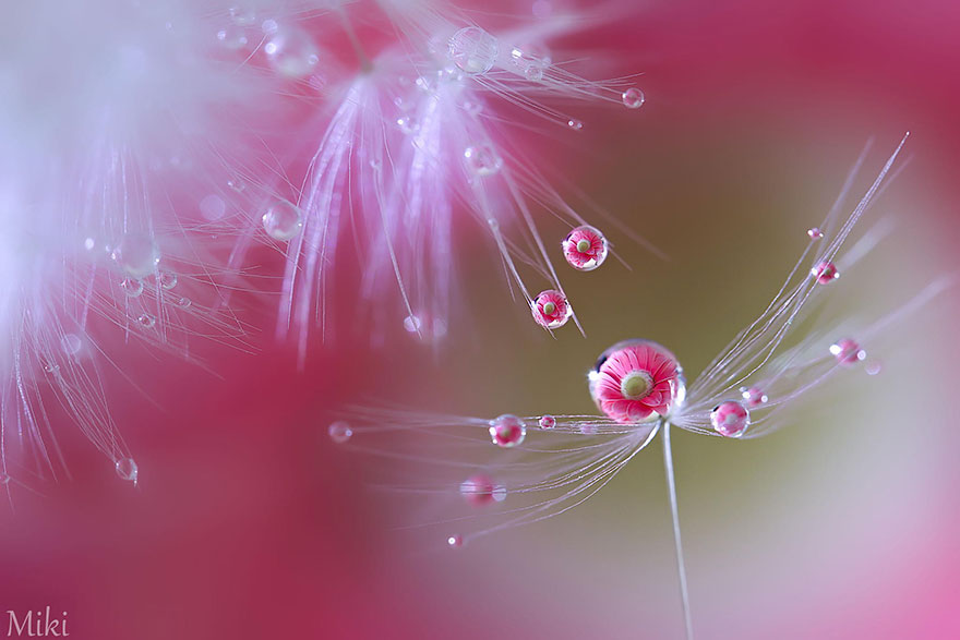 flowers reflected in dewdrops by miki asai